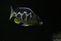 Nimbochromis Venustus f1