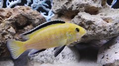 Labidochromis caeruleus "yellow"