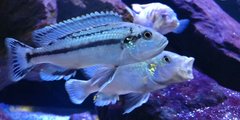 Więcej informacji o „Melanochromis lepidiadaptes”