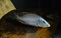 Więcej informacji o „Dimidiochromis Compressiceps”