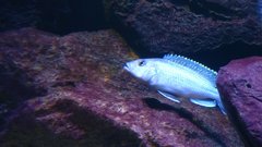 Melanochromis lepidiadaptes samica