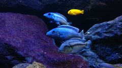 Melanochromis lepidiadaptes