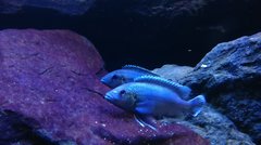 Melanochromis lepidiadaptes