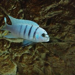 Cynotilapia sp. hara Gallireya Reef