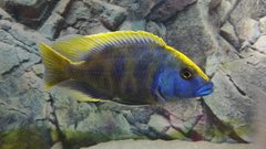 Więcej informacji o „Nimbochromis venustus”