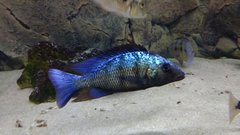 Więcej informacji o „Fossorochromis Rostratus”
