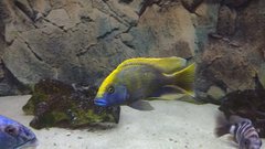 Więcej informacji o „Nimbochromis Venustus”