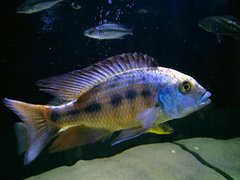 Fossorochromis Rostratus