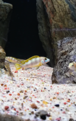 Więcej informacji o „Labidochromis Perlmutt”