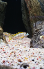 Labidochromis Perlmutt