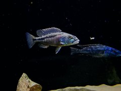 Aristochromis christyi samiec (ok 12cm)