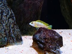 Więcej informacji o „Labidochromis Perlmutt”