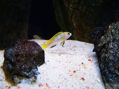 Labidochromis Perlmutt