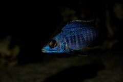 Młody Placidochromis mdoka white lips