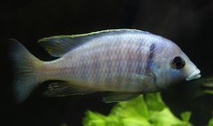 Placidochromis electra Likoma