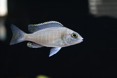 Placidochromis sp. Blue Otter