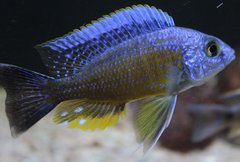 Copadichromis Borleyi Namalenje