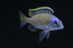 Placidochromis sp. "Blue Otter" początki wybarwiania samca 10 cm