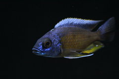 Copadichromis Borleyi Namalenje Samiec 13 cm