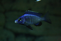 Placidochromis Phenochilus Mdoka white lips