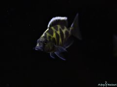 Nimbochromis Venustus f1 11 cm samiec