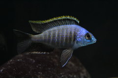 Placidochromis sp. "Blue Otter"