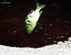 Nimbochromis Venustus f1 9 cm młody samiec.