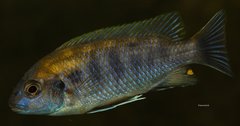 Gephyrochromis lawsi Nkhata Bay WF