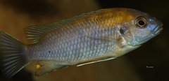 Gephyrochromis lawsi Nkhata Bay WF