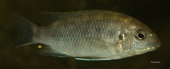 Gephyrochromis lawsi Nkhata Bay WF