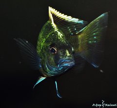 Nimbochromis Venustus f1