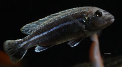 Więcej informacji o „Melanochromis dialeptos”