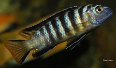 Metriaclima sp."elongatus goldbar" Chizumulu