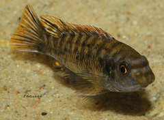 Labeotropheus fuelleborni "Thumbi West"