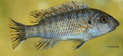 Labeotropheus fuelleborni "Thumbi West"