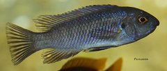 Labeotropheus fuelleborni "Thumbi West"