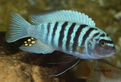 Metriaclima zebra Boadzulu Is.