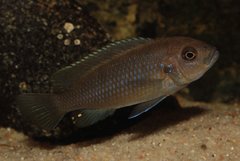 Cynotilapia zebroides "Cobue" samiczka