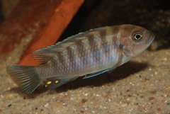 Cynotilapia zebroides "Cobue"  samczyk