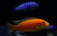 Metriaclima estherae red red