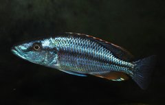 Więcej informacji o „Dimidiochromis compressiceps”