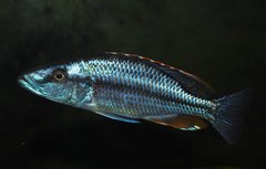 Dimidiochromis compressiceps