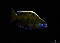 Nimbochromis Venustus f1 samiec 12 cm