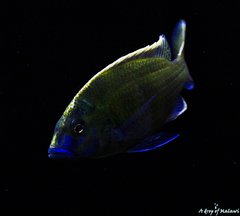 Nimbochromis Venustus f1 samiec 12 cm