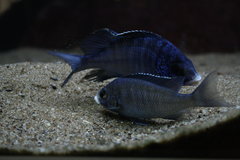 Tarło Placidochromis phenochilus mdoka white lips