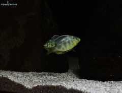 Nimbochromis Venustus f1