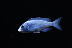 Placidochromis Phenochilus Mdoka white lips