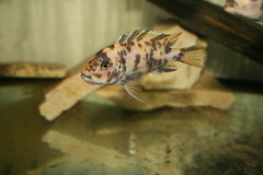 Metriaclima Zebra Mbenji OB samica WF