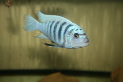 Metriaclima sp. zebra Boadzulu WF samiec