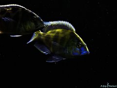 Nimbochromis Venustus f1